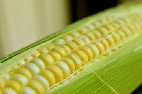 Corn on the Cob 2 Stock Photos