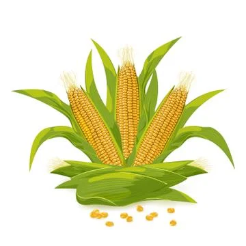 Corn cob and grain logo vector illustration. Stock Illustration