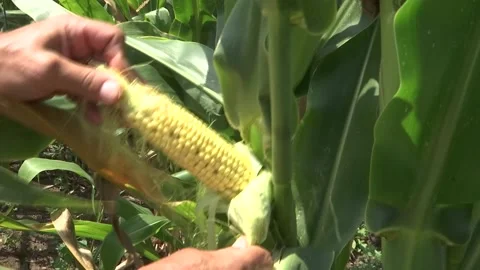 Corn cob and hand Stock Footage 161396414
