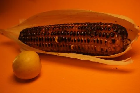 Corn on the cob are being roasted over glowing red embers in a traditional Stock Photos