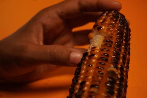 Corn on the cob are being roasted over glowing red embers in a traditional Stock Photos