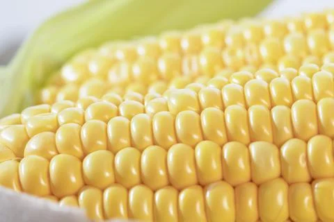 Corn on the cob bathed in sunlight. Stock Photos