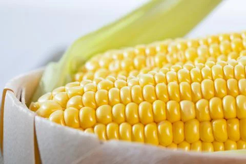 Corn on the cob bathed in sunlight. Stock Photos