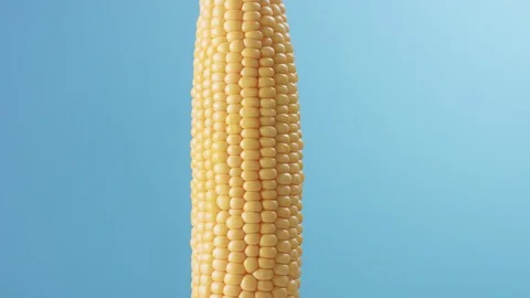 Corn cob on blue background Stock Footage 89445028
