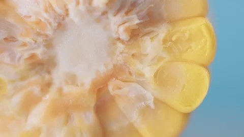 Corn cob on blue background Stock Footage 89445874