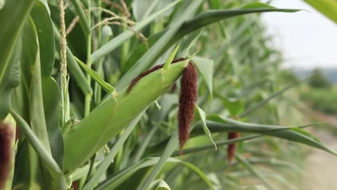 Corn cob on blurred background of green corn field in summer Stock Footage 341599861
