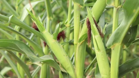 Corn cob on blurred background of green corn field in summer Stock Footage 341599868
