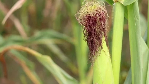 Corn cob on blurred background of green corn field in summer Stock Footage 341599947