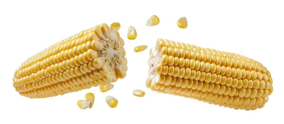 Corn cob broken in half flies with grains close-up on a white background. I.. Stock Photos