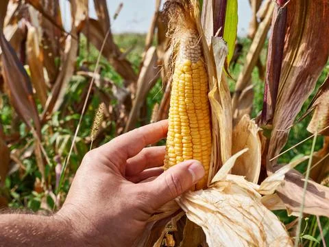 A corn cob is broken off from the stem. The concept of growing corn. Corn harves Fotos de archivo