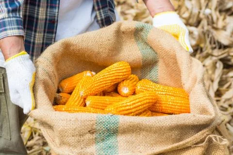 Corn Cob in Burlap Sack in Hand of Farmer or Worker in cornfield After Harves Stock Photos