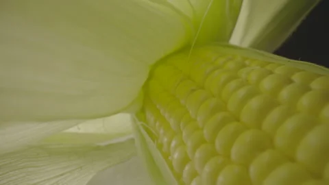 Corn on the cob cinematic close up Stock Footage 278386121
