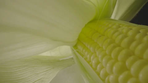 Corn on the cob cinematic close up Stock Footage 278386202