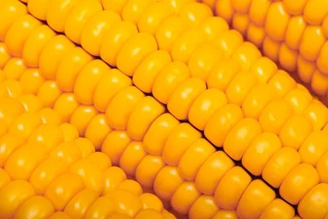 Corn on the cob close up background image Stock Photos