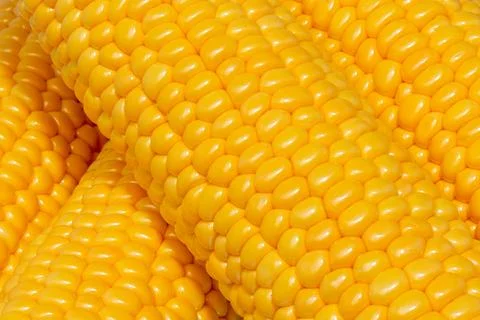 Corn cob. Close up of corn kernels on cob. Maize cob. Stock Photos