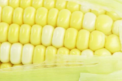Corn on a cob close-up Stock Photos