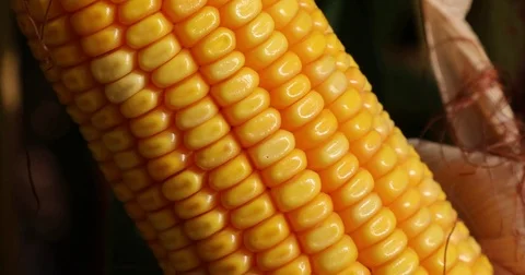 Corn cob closeup 스톡 동영상 72995143