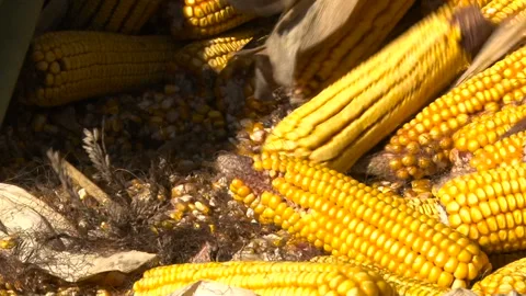 Corn on the cob closeup. Stock Footage 153177168