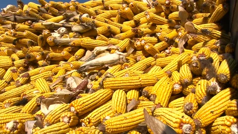 Corn on the cob closeup. Video stock 153177677