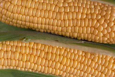 Corn on the cob closeup Stock Photos