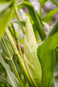 Corn cob of closeup in sunlight Stock Photos