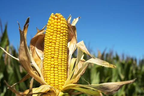 Corn on the cob in corn field blue sky 写真素材