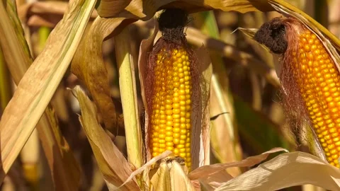 Corn on the cob on the corn field Stock Footage 259503512