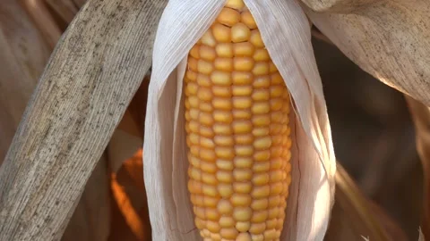 Corn on the cob on the corn field. Stock Footage 259503612