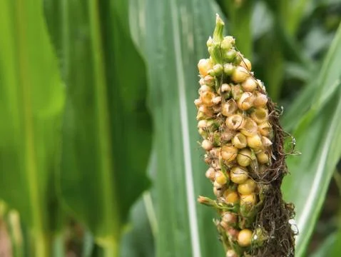 Corn on the cob in the corn field whose bracts were peeled by the birds and t Stock Photos