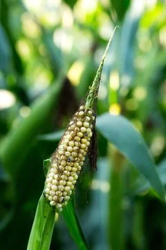 Corn cob in corn plantation field.  Disease, insect infestation, degradatio.. Stock Photos