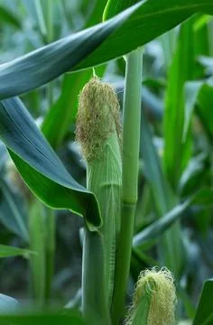 Corn cob in corn plantation field. Fresh corn cob Stock Photos