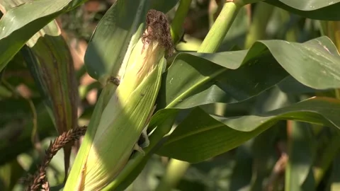 Corn cob in a corn plantation. Main focus is on the corncob Stock-Footage 290065599