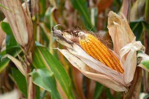 Corn cob in the cornfield at harvest time Foto stock
