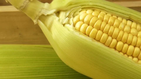 Corn cob on the dark background. sweet corn. Stock Footage 126631599