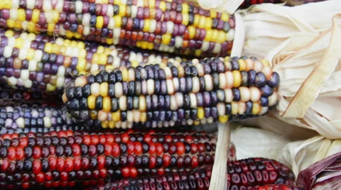 Corn cob decorations for Thanksgiving Stock Footage 68051638