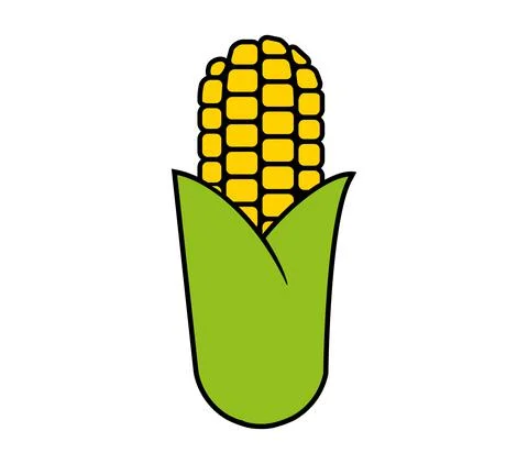 Corn on the cob emerging from the leaves Stock Illustration