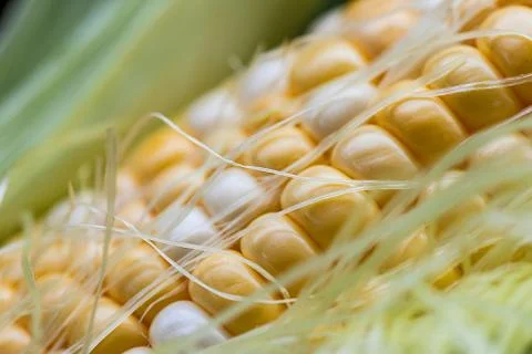 Corn cob extreme closeup Stock Photos
