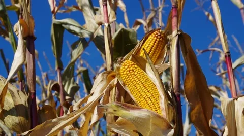 Corn cob in fall Stock Footage 58493546