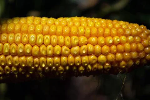 Corn on the cob in a field with dew drops Stock Photos