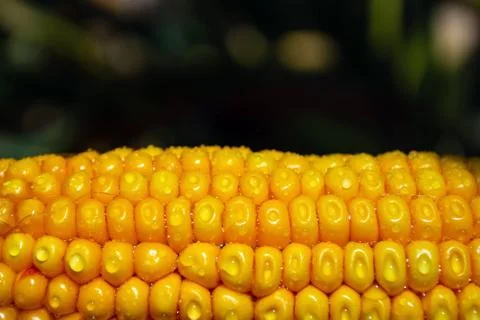 Corn on the cob in a field with dew drops Stock Photos