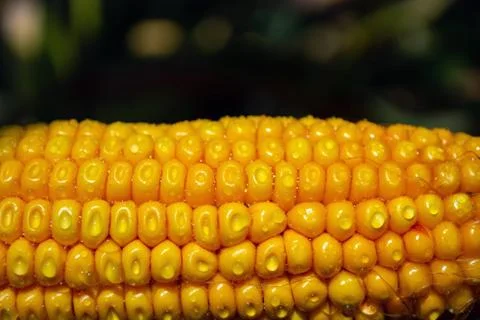 Corn on the cob in a field with dew drops Stock Photos
