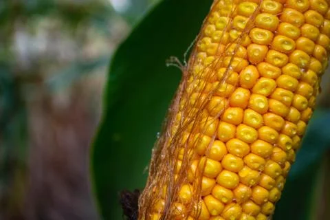 Corn on the cob in a field with dew drops Stock Photos