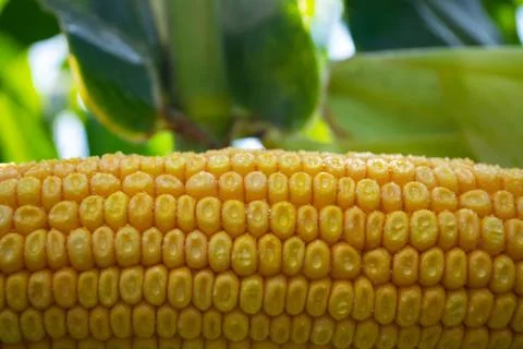 Corn on the cob in a field with dew drops Stock Photos