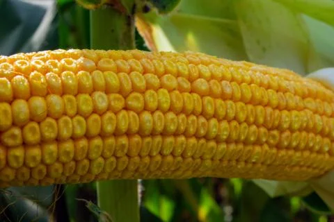 Corn on the cob in a field with dew drops Stock Photos