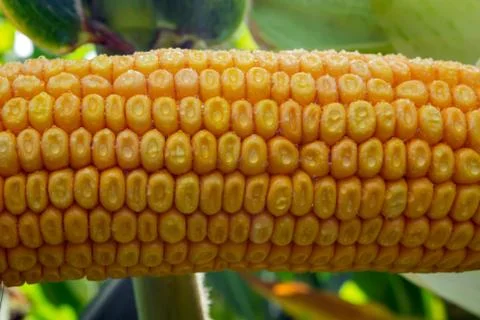 Corn on the cob in a field with dew drops Stock Photos
