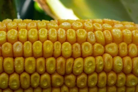 Corn on the cob in a field with dew drops Stock Photos