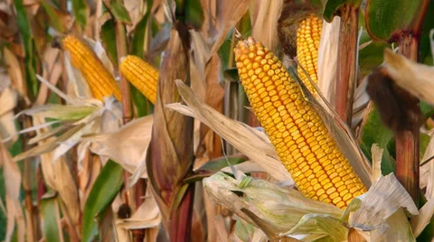 Corn Cob in a Field Stock Footage 33849442