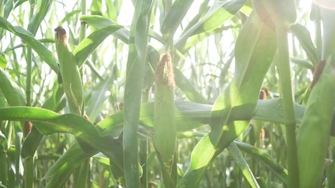 Corn cob field Stock Footage 99115937