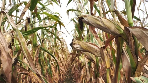 Corn on the cob in the field Stock Footage 122207539