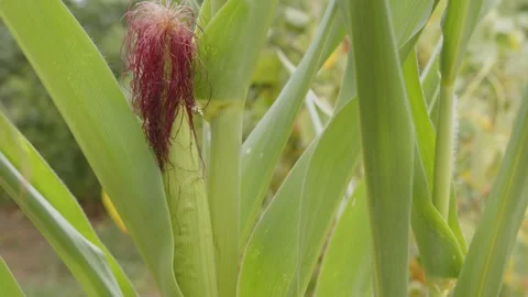 Corn cob in the field, green plant ready for harvest Stock Footage 201843853